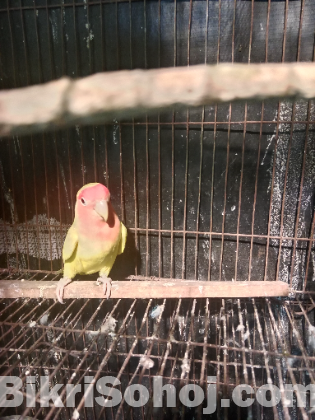 Love birds